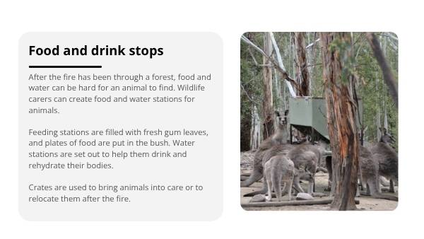Caring for Wildlife after Bushfires Education Presentation — slide 8