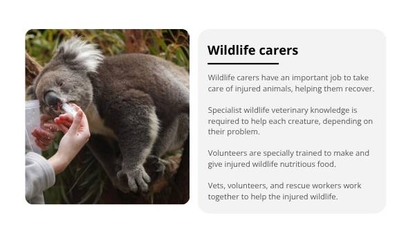 Caring for Wildlife after Bushfires Education Presentation — slide 9