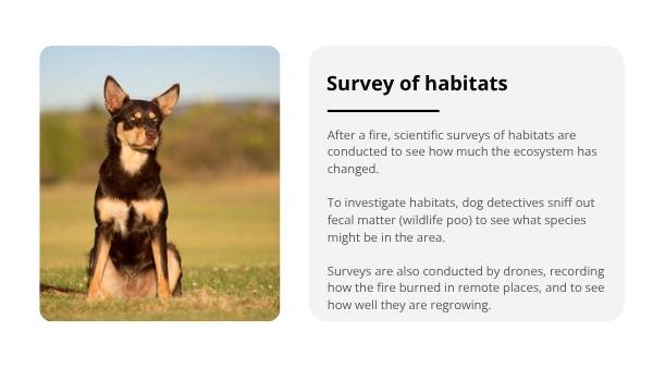 Caring for Wildlife after Bushfires Education Presentation — slide 12