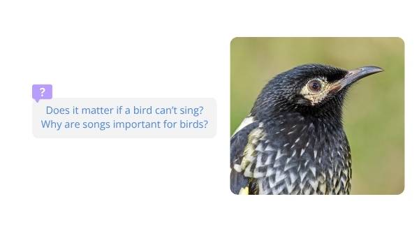 Ensuring the Survival of Regent Honeyeaters Education Presentation — slide 4