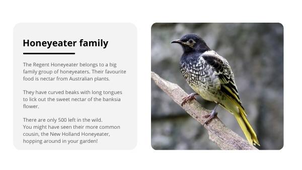 Ensuring the Survival of Regent Honeyeaters Education Presentation — slide 6