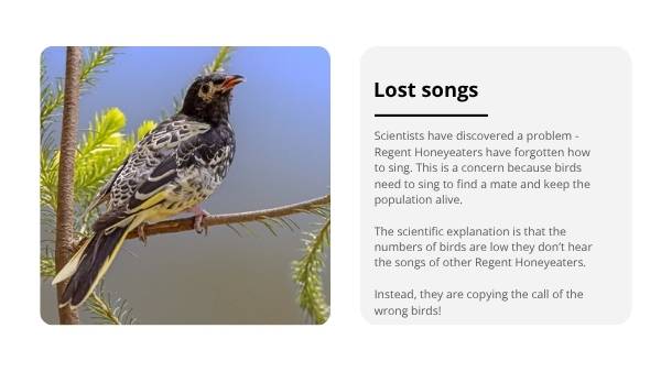Ensuring the Survival of Regent Honeyeaters Education Presentation — slide 7