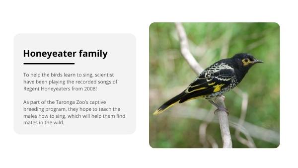 Ensuring the Survival of Regent Honeyeaters Education Presentation — slide 8