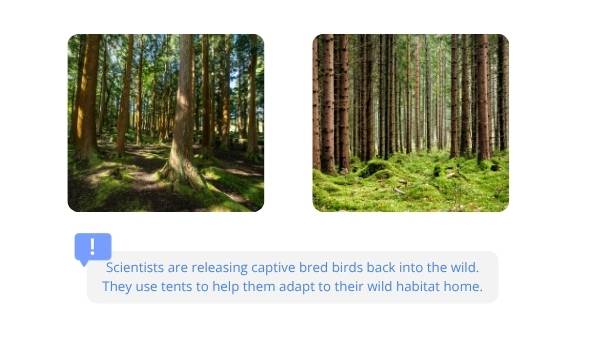Ensuring the Survival of Regent Honeyeaters Education Presentation — slide 9
