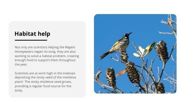 Ensuring the Survival of Regent Honeyeaters Education Presentation — slide 10