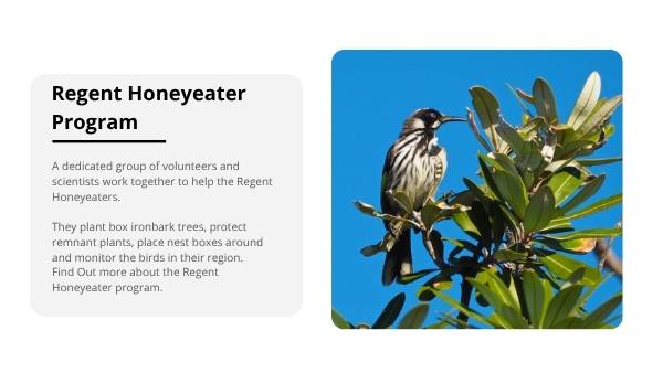 Ensuring the Survival of Regent Honeyeaters Education Presentation — slide 11
