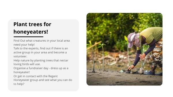 Ensuring the Survival of Regent Honeyeaters Education Presentation — slide 12