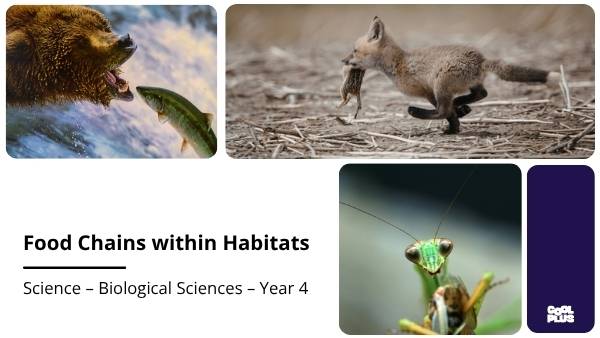 Food Chains and Habitats Education Presentation — slide 1
