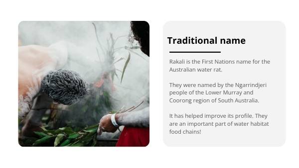 Water Rakali Education Presentation — slide 6