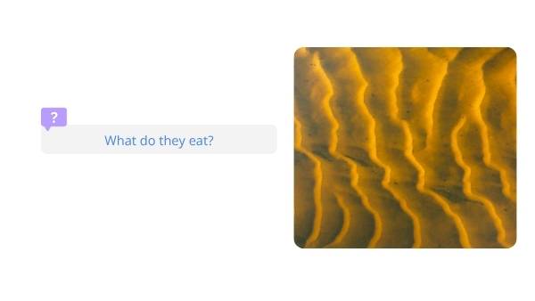 Water Rakali Education Presentation — slide 7