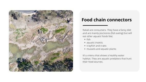 Water Rakali Education Presentation — slide 9