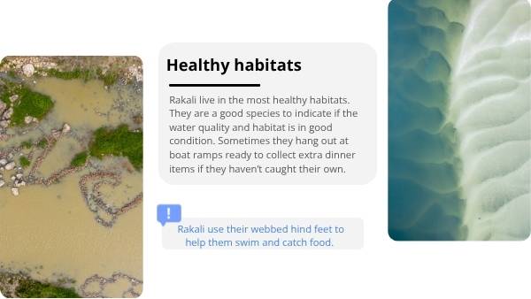 Water Rakali Education Presentation — slide 10