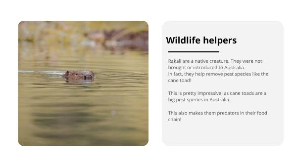 Water Rakali Education Presentation — slide 11