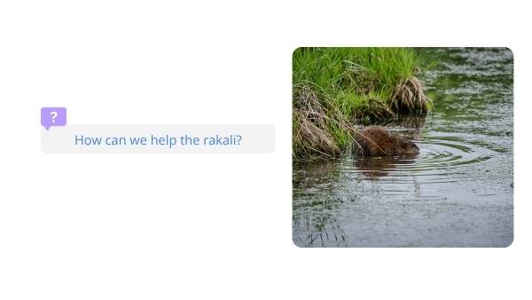 Water Rakali Education Presentation — slide 12
