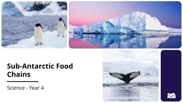 Sub-Antarctic Food Chains Education Presentation — slide 1