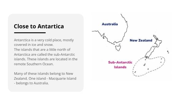 Sub-Antarctic Food Chains Education Presentation — slide 4