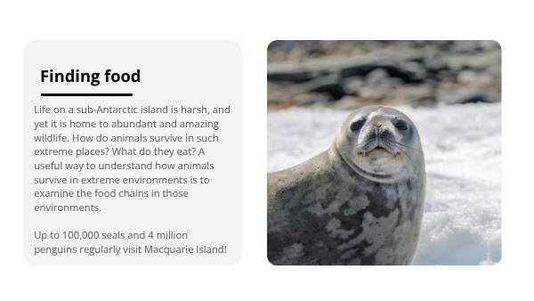 Sub-Antarctic Food Chains Education Presentation — slide 6