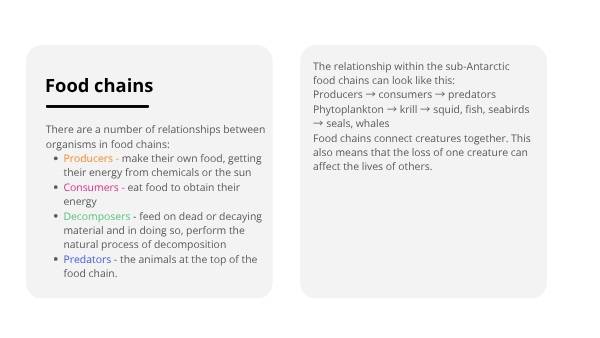 Sub-Antarctic Food Chains Education Presentation — slide 8