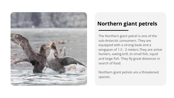 Sub-Antarctic Food Chains Education Presentation — slide 9