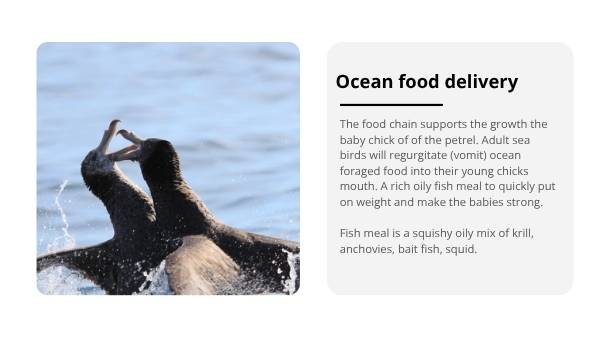 Sub-Antarctic Food Chains Education Presentation — slide 10