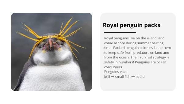 Sub-Antarctic Food Chains Education Presentation — slide 11