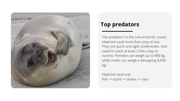 Sub-Antarctic Food Chains Education Presentation — slide 12
