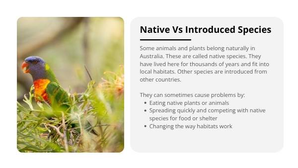 Native and Introduced Species Education Presentation — slide 4