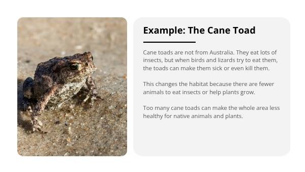 Native and Introduced Species Education Presentation — slide 6