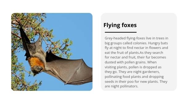 Fruit Bats: Nature's Night Gardeners Education Presentation — slide 4