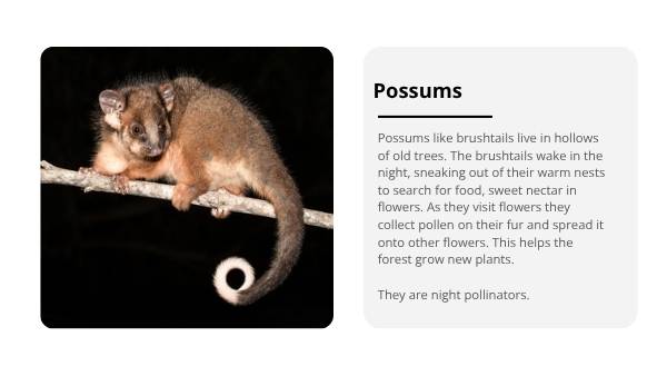 Fruit Bats: Nature's Night Gardeners Education Presentation — slide 5