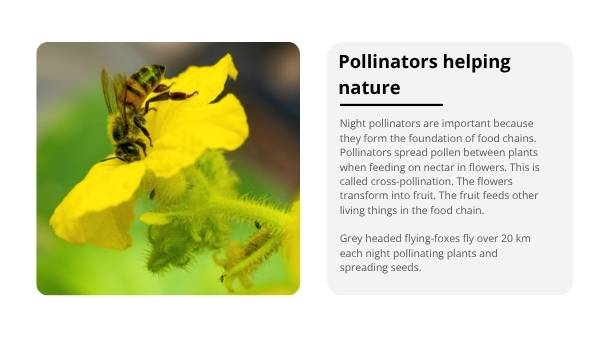 Fruit Bats: Nature's Night Gardeners Education Presentation — slide 6