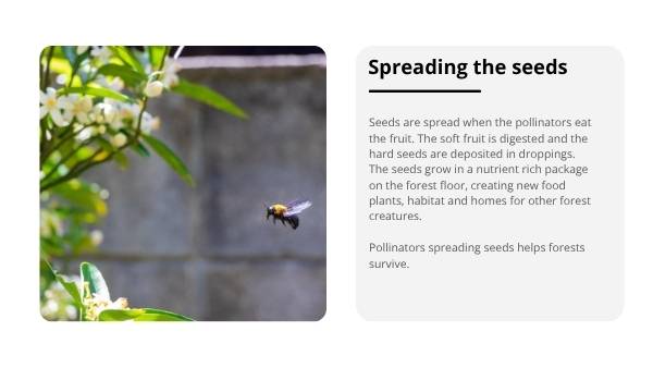 Fruit Bats: Nature's Night Gardeners Education Presentation — slide 7