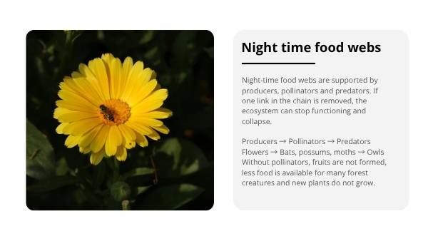 Fruit Bats: Nature's Night Gardeners Education Presentation — slide 8