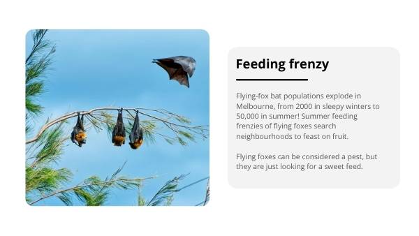 Fruit Bats: Nature's Night Gardeners Education Presentation — slide 9
