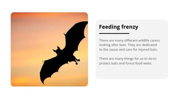 Fruit Bats: Nature's Night Gardeners Education Presentation — slide 10