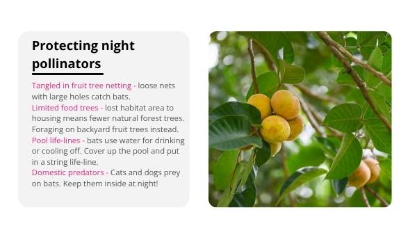 Fruit Bats: Nature's Night Gardeners Education Presentation — slide 11