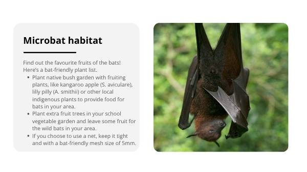 Fruit Bats: Nature's Night Gardeners Education Presentation — slide 12
