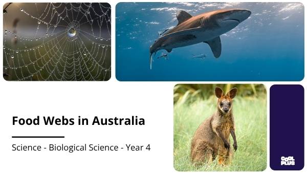 Food Webs in Australia Education Presentation — slide 1