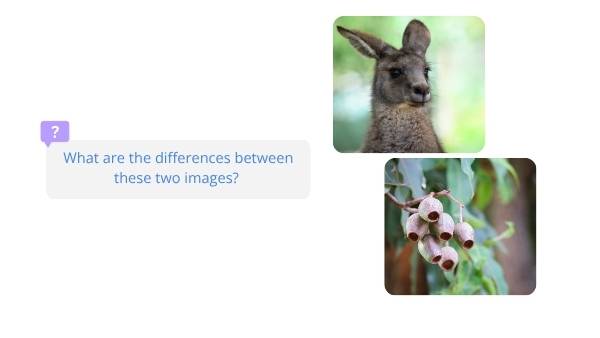 Food Webs in Australia Education Presentation — slide 3