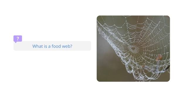 Food Webs in Australia Education Presentation — slide 5