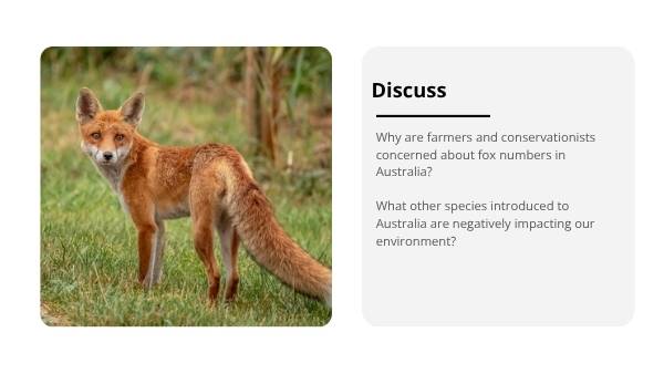 Food Webs in Australia Education Presentation — slide 6