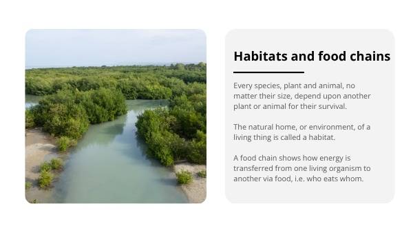 Food Webs in Australia Education Presentation — slide 8