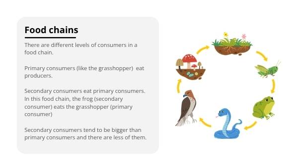 Food Webs in Australia Education Presentation — slide 11