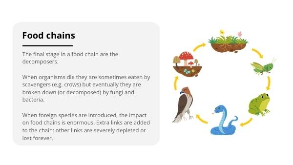Food Webs in Australia Education Presentation — slide 12