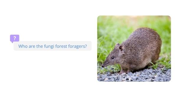 The Role of the Long-nosed Potoroo in Ecosystems Education Presentation — slide 3