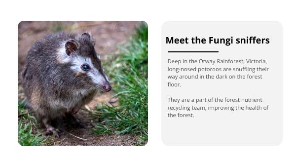 The Role of the Long-nosed Potoroo in Ecosystems Education Presentation — slide 4