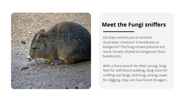 The Role of the Long-nosed Potoroo in Ecosystems Education Presentation — slide 5