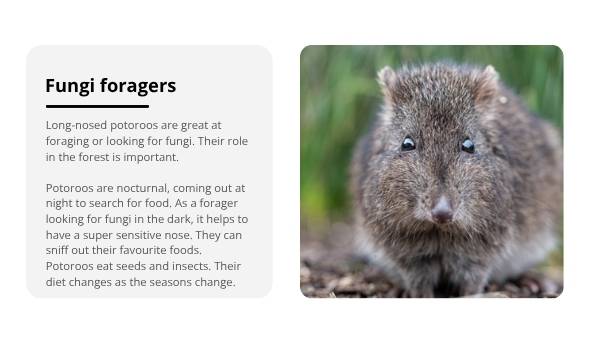 The Role of the Long-nosed Potoroo in Ecosystems Education Presentation — slide 7