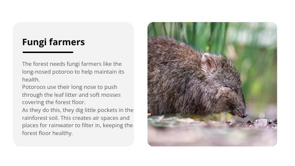 The Role of the Long-nosed Potoroo in Ecosystems Education Presentation — slide 8