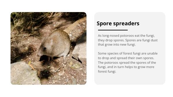 The Role of the Long-nosed Potoroo in Ecosystems Education Presentation — slide 9